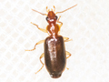Dromius meridionalis